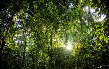 Carbon Direct & CSR-in-Action Satukan Kekuatan, Percepat Transisi Rendah Karbon di Afrika