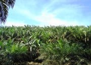 Dampak Lingkungan Perkebunan Sawit: Emisi GRK Melebihi Kemampuan Serap Karbon