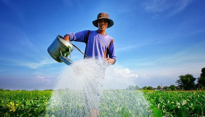 Kepmendesa PDT Nomor 3 Tahun 2025 dan Tantangan Mewujudkan Swasembada Pangan di Desa