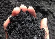 Google Beli 100.000 Ton Kredit Karbon dari Proyek Biochar di India