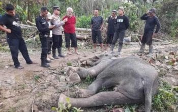 Gajah Sumatra Ditemukan Mati di Aceh Timur, BKSDA Lakukan Investigasi
