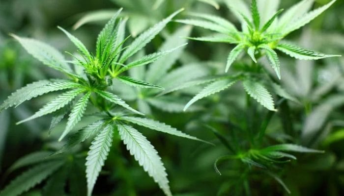 Ganja: Tanaman Terlarang yang Ternyata Bisa Selamatkan Lingkungan