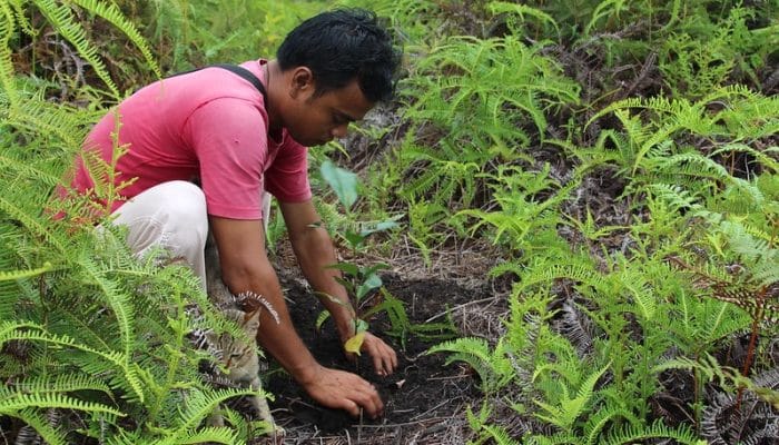 Carbon Credit: Solusi Hijau yang Menguntungkan! Begini Cara Kerjanya