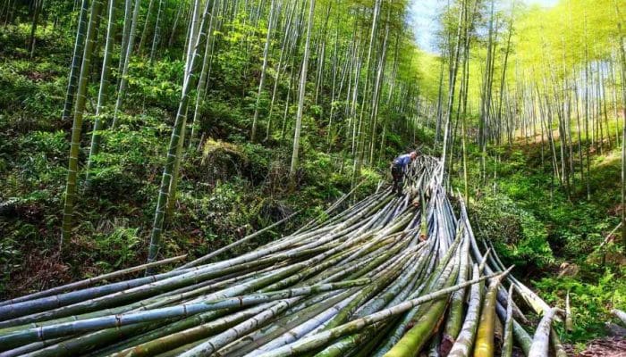 China Dorong Bambu Sebagai Pengganti Plastik