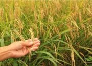 Peneliti Kembangkan Padi Ramah Lingkungan yang Kurangi Emisi Metana hingga 70%