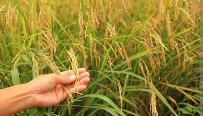 Peneliti Kembangkan Padi Ramah Lingkungan yang Kurangi Emisi Metana hingga 70%