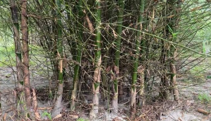 Bambu Serbaguna Mengurangi Risiko Iklim di Nepal