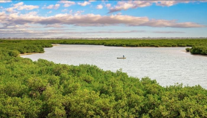 Harga Sosial dari Kredit Karbon: Kisah Rehabilitasi Mangrove di Senegal