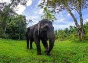 38 Hektare Kebun Sawit di Aceh Barat Rusak Akibat Serangan Gajah Sumatera