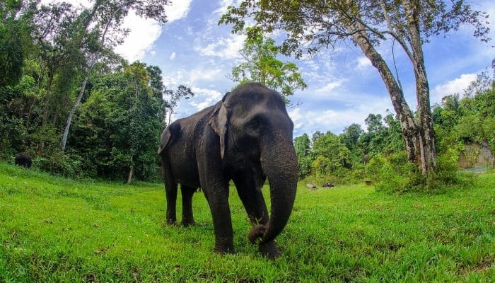 38 Hektare Kebun Sawit di Aceh Barat Rusak Akibat Serangan Gajah Sumatera