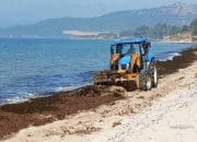 Gunungan 40.000 Ton Alga Invasif Asia di Tarifa, Ancaman atau Peluang Energi Hijau?