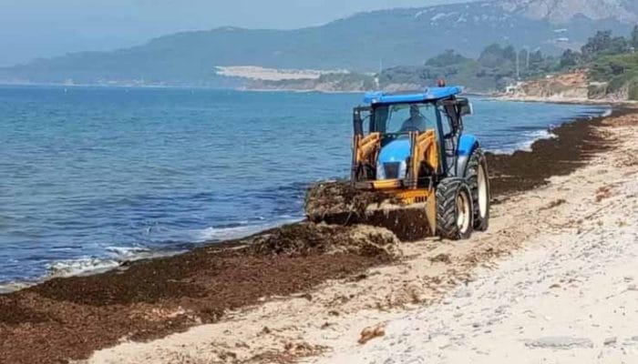 Gunungan 40.000 Ton Alga Invasif Asia di Tarifa, Ancaman atau Peluang Energi Hijau?