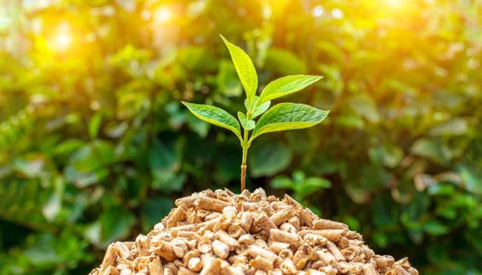 Evolusi Biomassa: Menelusuri Tiga Generasi Biofuel untuk Masa Depan Energi Berkelanjutan