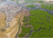 Lahan Gambut Dunia Simpan Karbon Lebih Besar dari Atmosfer, Kunci Ada pada Tinggi Muka Air