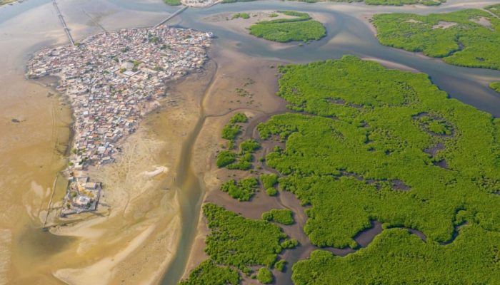 Lahan Gambut Dunia Simpan Karbon Lebih Besar dari Atmosfer, Kunci Ada pada Tinggi Muka Air