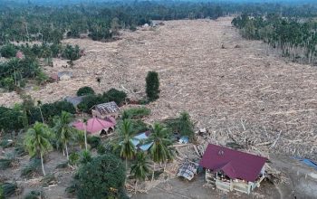 Kemenhut Izinkan Pemanfaatan Terbatas Kayu Hanyut Pascabanjir Sumatra