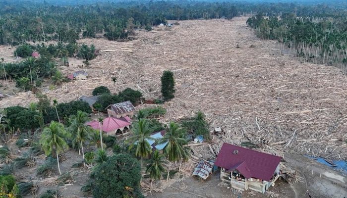 Kemenhut Izinkan Pemanfaatan Terbatas Kayu Hanyut Pascabanjir Sumatra
