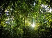 Verra Raih Pengakuan Core Carbon Principles untuk Standar Karbon VCS Versi 5