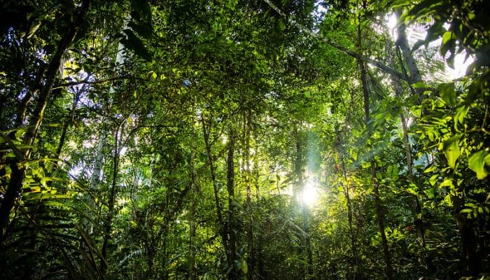 Verra Raih Pengakuan Core Carbon Principles untuk Standar Karbon VCS Versi 5