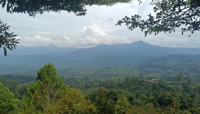 Status Kawasan Hutan Jadi Penghambat, Ribuan Desa Terjebak Kemiskinan dan Minim Layanan Dasar