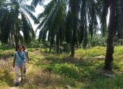 WALHI Aceh: Mayoritas Perusahaan Sawit Belum Adil terhadap Lingkungan