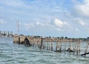 Pagar Bambu Sepanjang 30 Km di Pantura: Mitigasi Bencana atau Langgar Aturan?