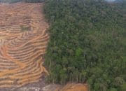 Rencana Alih Fungsi 20 Juta Hektare Hutan: Ancaman Serius bagi Iklim dan Keanekaragaman Hayati