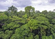 Inggris Gelontorkan US$541 Juta untuk Danai Perlindungan Hutan Tropis Global