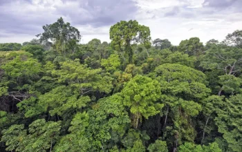 Inggris Gelontorkan US$541 Juta untuk Danai Perlindungan Hutan Tropis Global