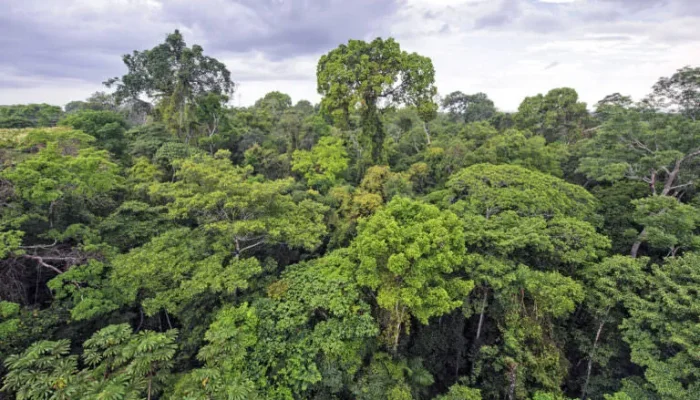 Inggris Gelontorkan US$541 Juta untuk Danai Perlindungan Hutan Tropis Global
