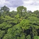 Inggris Gelontorkan US$541 Juta untuk Danai Perlindungan Hutan Tropis Global