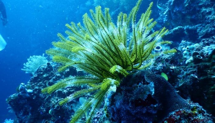 Indonesia-AS Sepakati Pengalihan Utang Rp573 Miliar untuk Konservasi Terumbu Karang