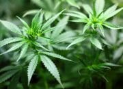 Ganja: Tanaman Terlarang yang Ternyata Bisa Selamatkan Lingkungan