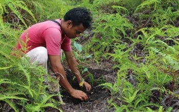 Carbon Credit: Solusi Hijau yang Menguntungkan! Begini Cara Kerjanya