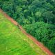 Perbatasan antara ladang dan hutan