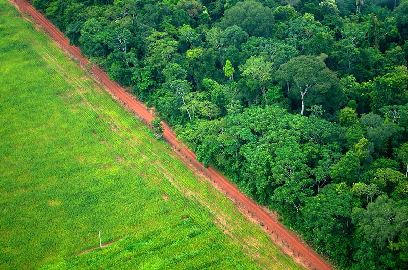 Perbatasan antara ladang dan hutan