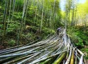 China Dorong Bambu Sebagai Pengganti Plastik