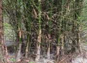 Bambu Serbaguna Mengurangi Risiko Iklim di Nepal