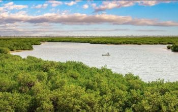 Harga Sosial dari Kredit Karbon: Kisah Rehabilitasi Mangrove di Senegal