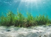 Kesepakatan $31 Juta Bawa Teknologi Serap Karbon Laut ke Arus Utama