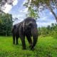 Gajah Sumatera