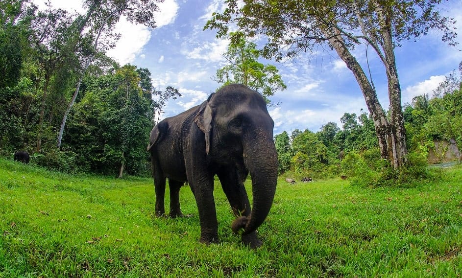 Gajah Sumatera