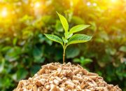 Evolusi Biomassa: Menelusuri Tiga Generasi Biofuel untuk Masa Depan Energi Berkelanjutan