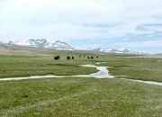 Dampak Perubahan Iklim di Mongolia: Penggembala Nomaden Terancam