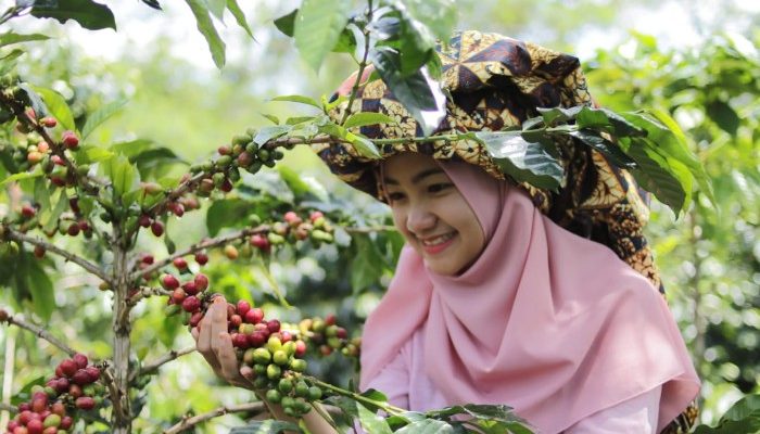 Aturan Deforestasi Uni Eropa Berpotensi Ubah Standar Kopi Global, Bukan Hanya untuk Pasar Eropa