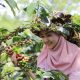 Aturan Deforestasi Uni Eropa Berpotensi Ubah Standar Kopi Global, Bukan Hanya untuk Pasar Eropa