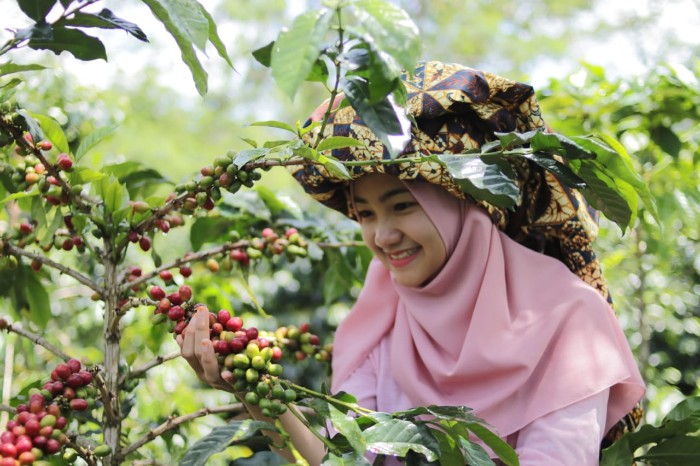Petani Kopi