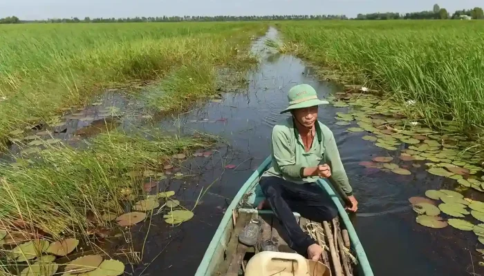 Green Carbon dan New Forests Asia Jajaki Kerja Sama Kredit Karbon di Lahan Sawah Vietnam